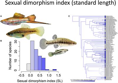 Reproductive Mode and Conflict Shape the Evolution of Male Attributes and Rate of Speciation in the Fish Family Poeciliidae